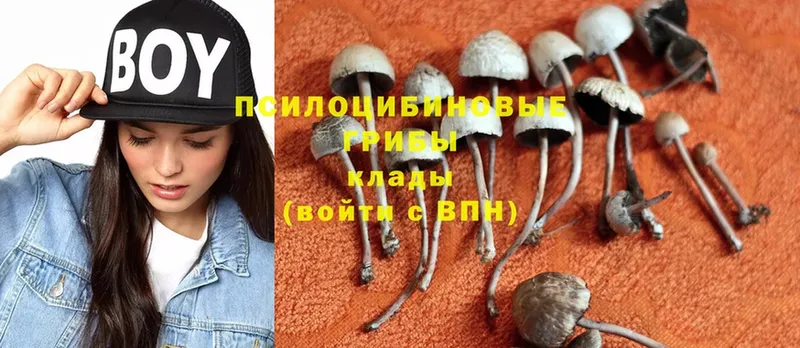 нарко площадка клад  Санкт-Петербург  Галлюциногенные грибы Psilocybe 